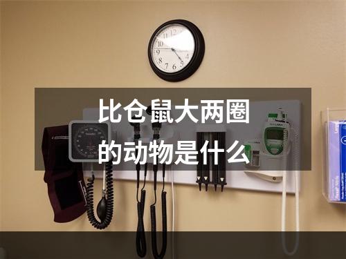 比仓鼠大两圈的动物是什么