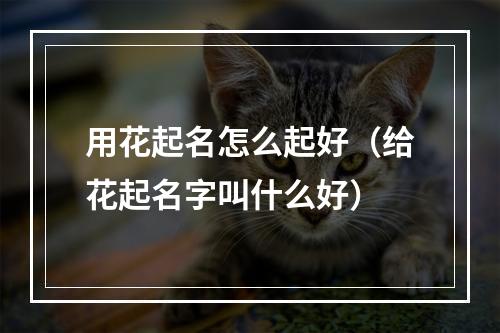 用花起名怎么起好（给花起名字叫什么好）