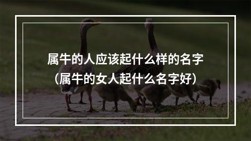 属牛的人应该起什么样的名字（属牛的女人起什么名字好）