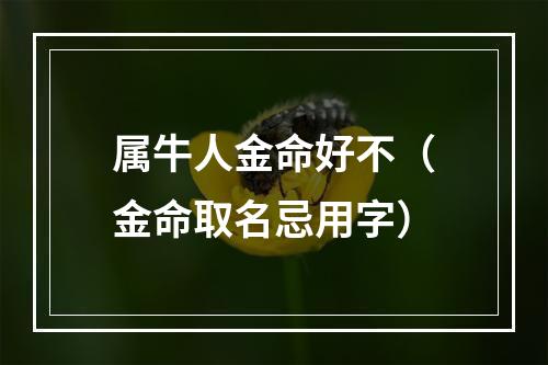 属牛人金命好不（金命取名忌用字）