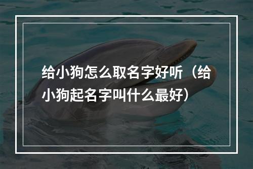 给小狗怎么取名字好听（给小狗起名字叫什么最好）