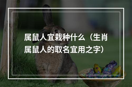 属鼠人宜栽种什么（生肖属鼠人的取名宜用之字）
