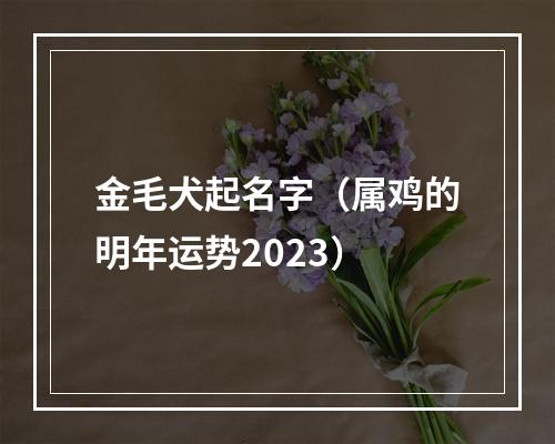 金毛犬起名字（属鸡的明年运势2023）