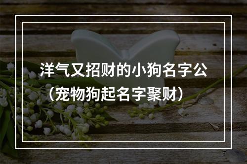 洋气又招财的小狗名字公（宠物狗起名字聚财）