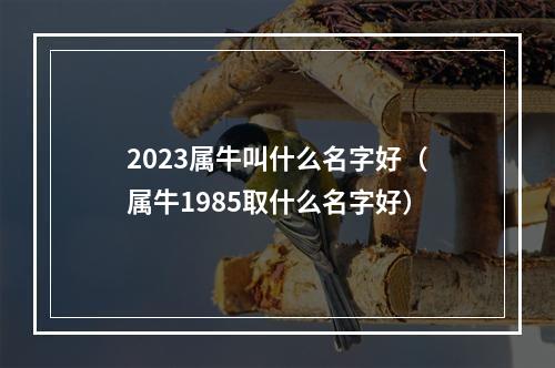 2023属牛叫什么名字好（属牛1985取什么名字好）