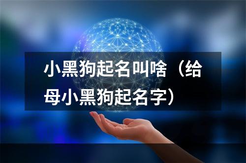 小黑狗起名叫啥（给母小黑狗起名字）