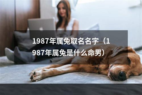 1987年属兔取名名字（1987年属兔是什么命男）