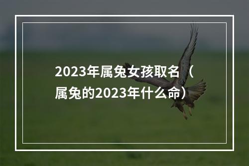 2023年属兔女孩取名（属兔的2023年什么命）