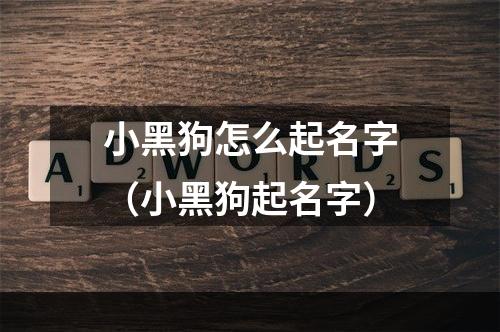 小黑狗怎么起名字（小黑狗起名字）