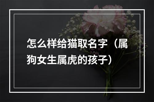 怎么样给猫取名字（属狗女生属虎的孩子）