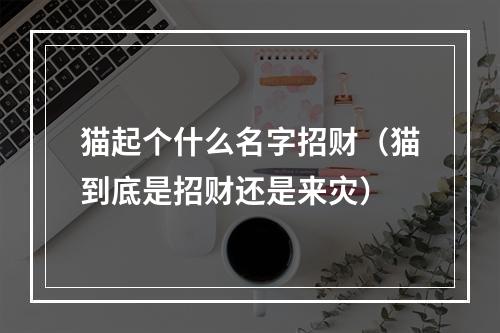 猫起个什么名字招财（猫到底是招财还是来灾）