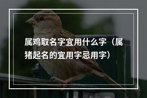 属鸡取名字宜用什么字（属猪起名的宜用字忌用字）