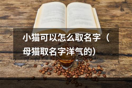 小猫可以怎么取名字（母猫取名字洋气的）