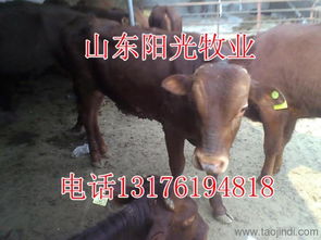 公司牛起名字 牛晨羽这个名字好吗?