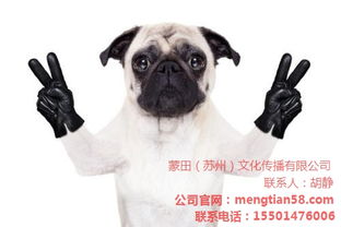 宠物公司起名 宠物公司起名