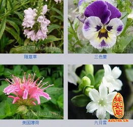 花卉公司起名大全集 花卉公司起名大全集