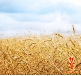 粮油店公司起名 粮油公司取名